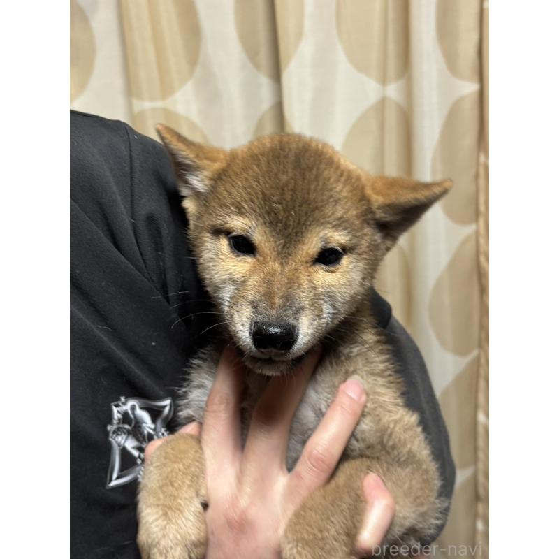 販売中の香川県の柴犬-433736の4枚目