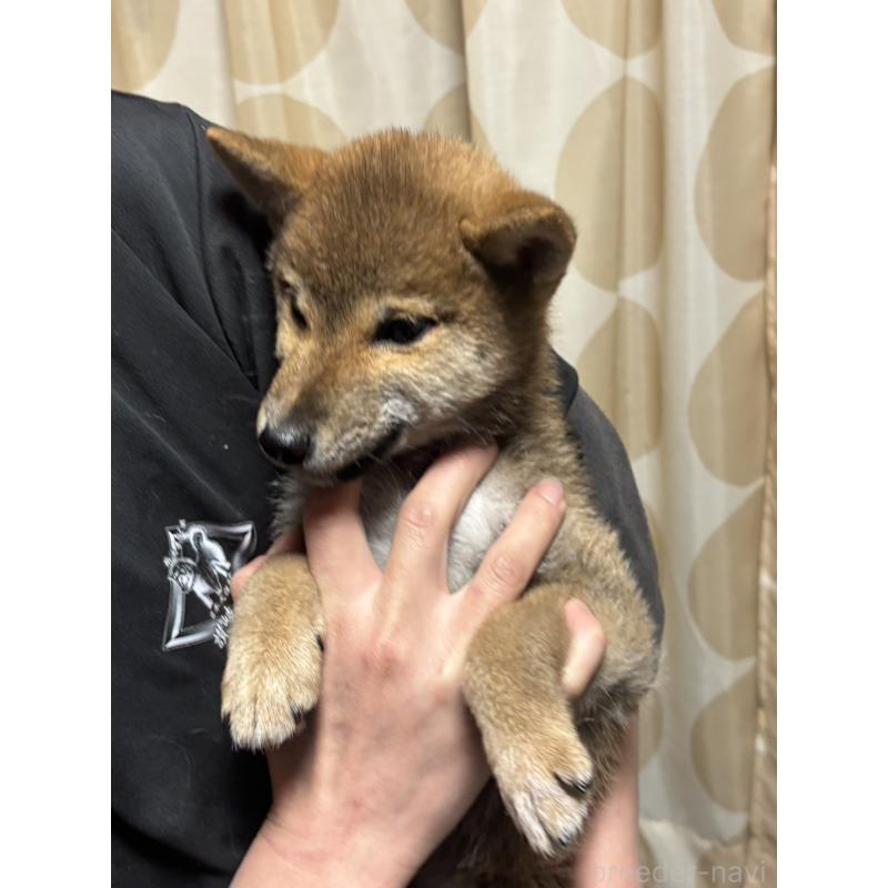 販売中の香川県の柴犬-433736の3枚目