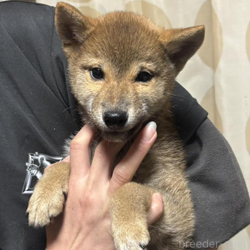 販売中の香川県の柴犬-433736