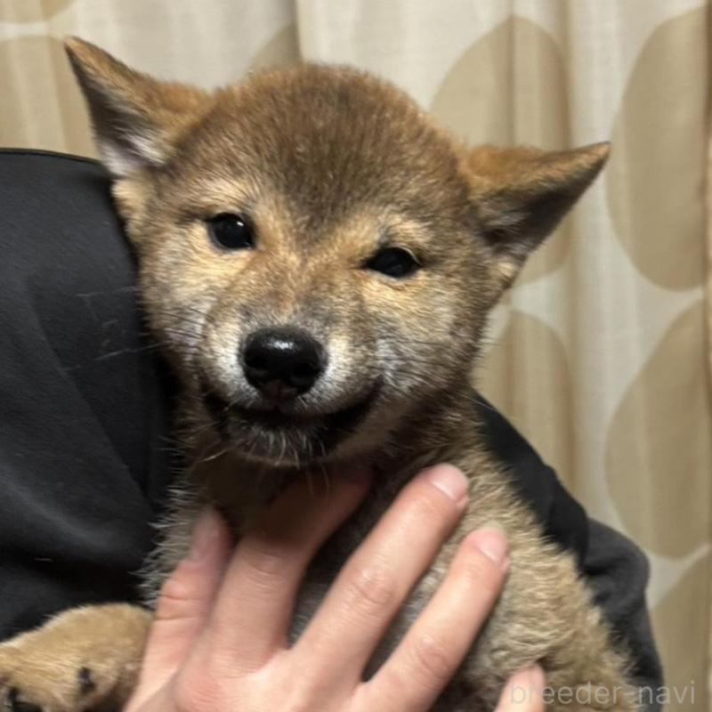 販売中の香川県の柴犬-433736の2枚目