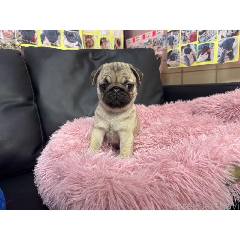 商談中の岐阜県のパグ-425991の3枚目