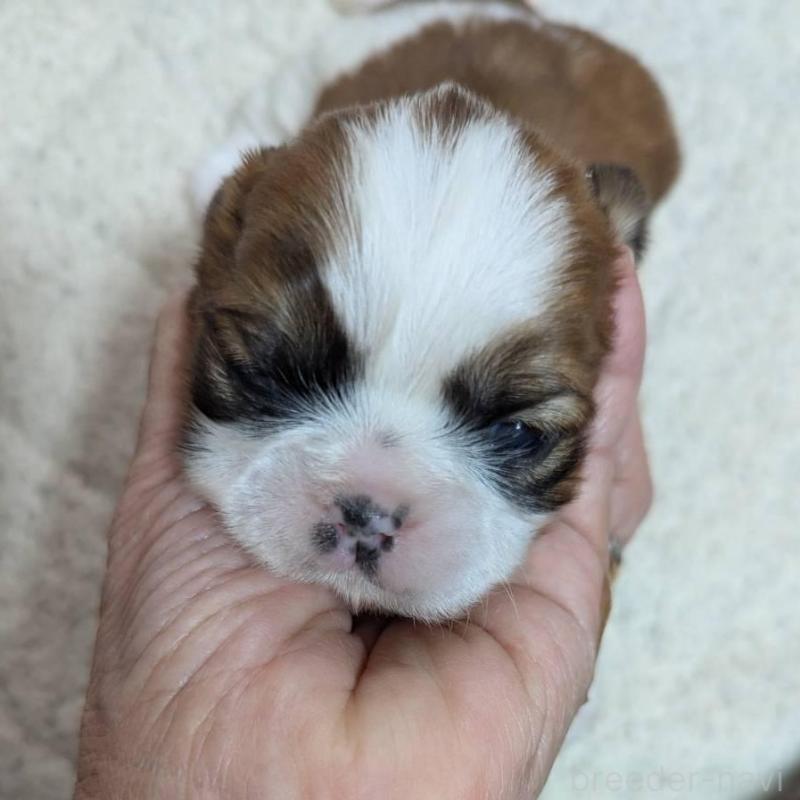 商談中の神奈川県のシーズー-432822