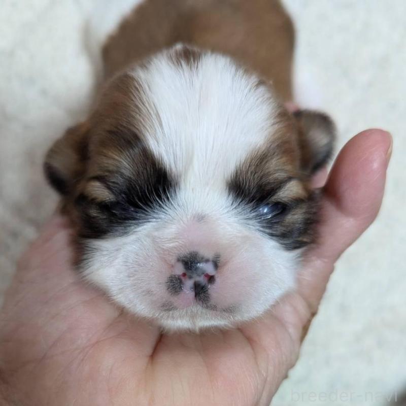 商談中の神奈川県のシーズー-432822の3枚目