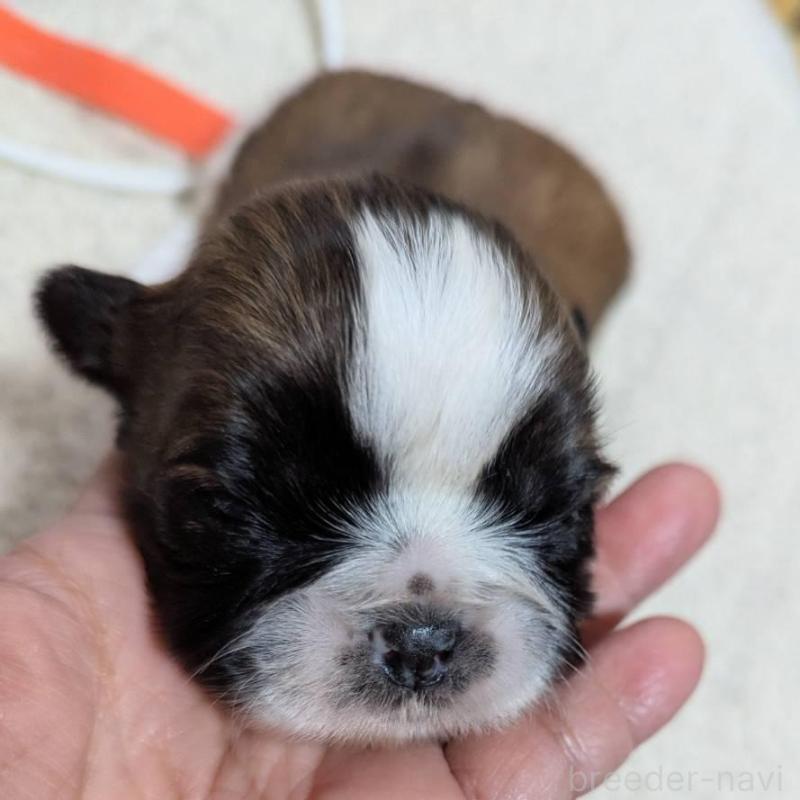 販売中の神奈川県のシーズー-432820の3枚目