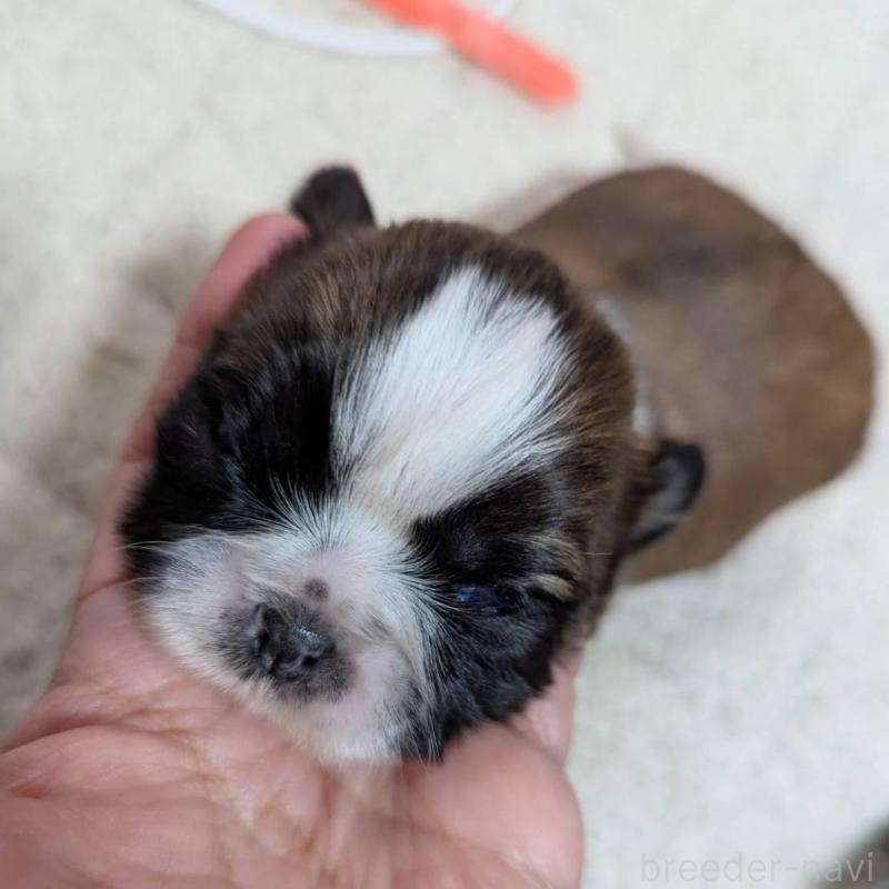 販売中の神奈川県のシーズー-432820