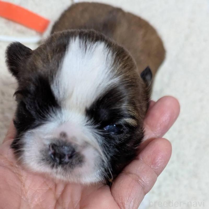 販売中の神奈川県のシーズー-432820の2枚目