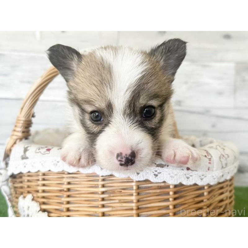 販売中の茨城県のウェルシュコーギーペンブローク-433739の1枚目