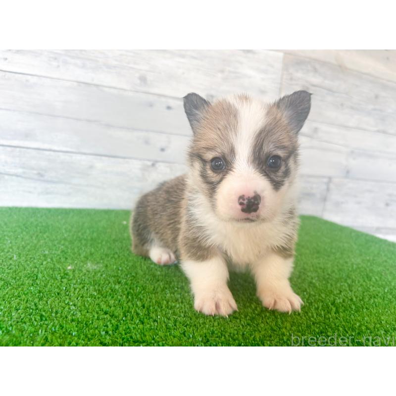 販売中の茨城県のウェルシュコーギーペンブローク-433739の3枚目