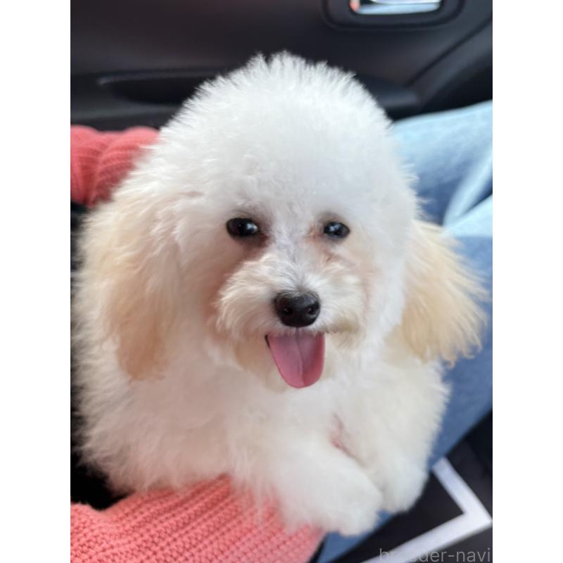 販売中の福岡県のトイプードル-433738の2枚目