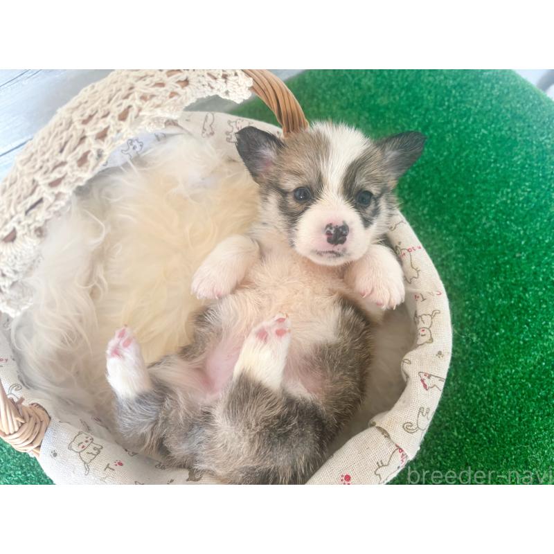 販売中の茨城県のウェルシュコーギーペンブローク-433739の2枚目