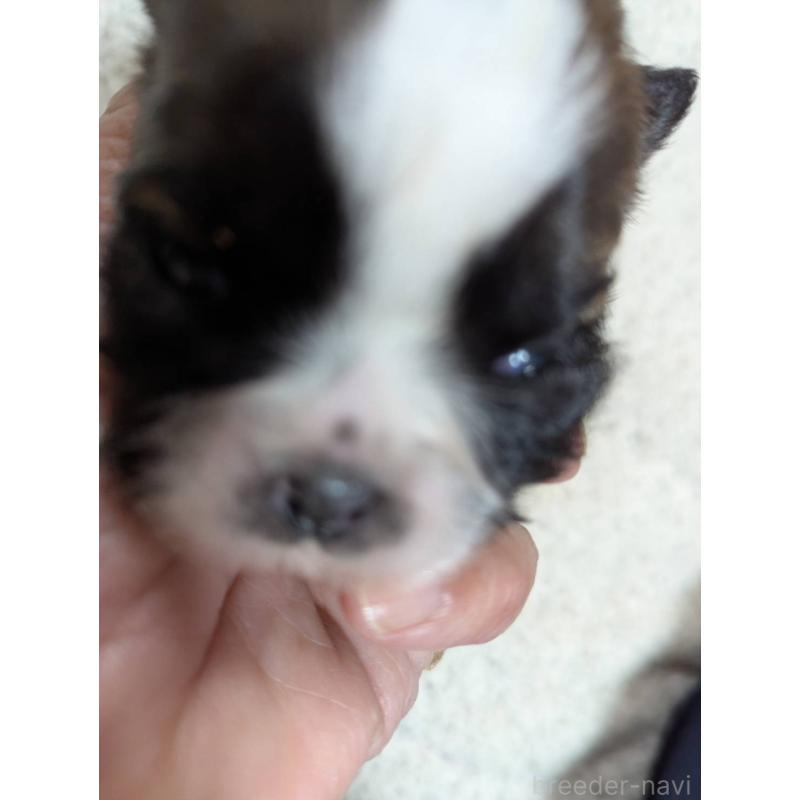 販売中の神奈川県のシーズー-431487の3枚目