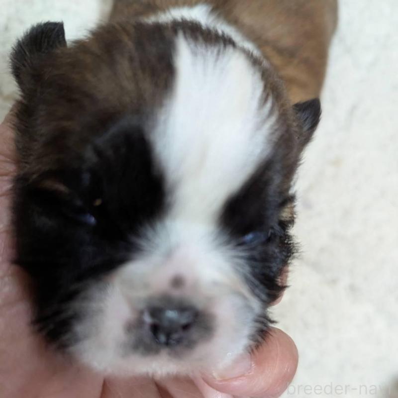 販売中の神奈川県のシーズー-431487