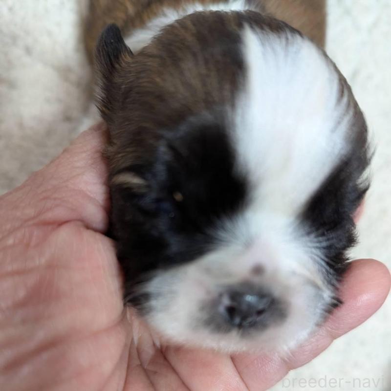 販売中の神奈川県のシーズー-431487の2枚目