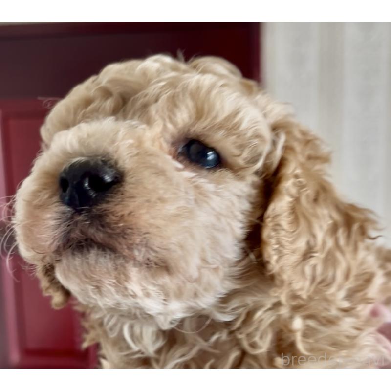 販売中の東京都のマルプー:マルチーズ×トイプードル-427267の4枚目