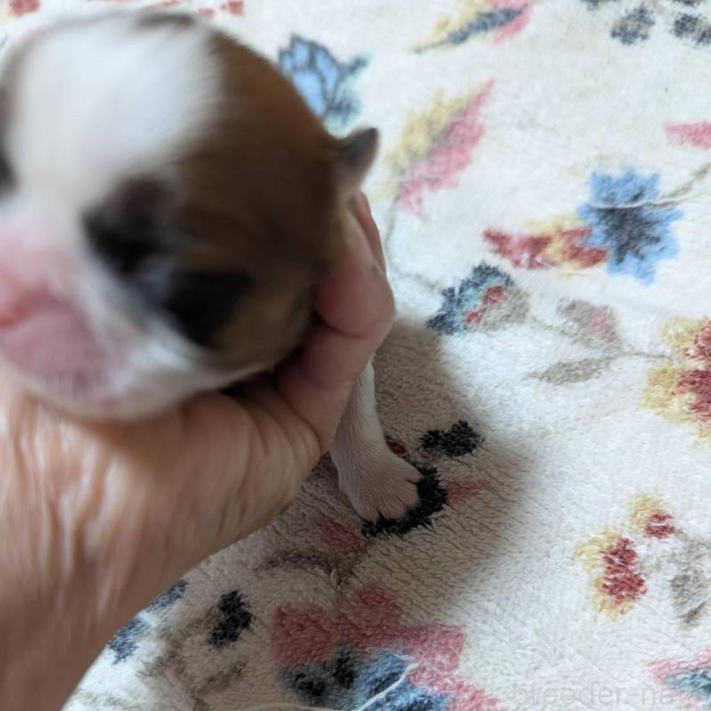 販売中の神奈川県のシーズー-430629の3枚目