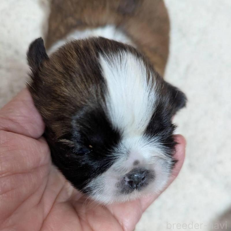 販売中の神奈川県のシーズー-430629