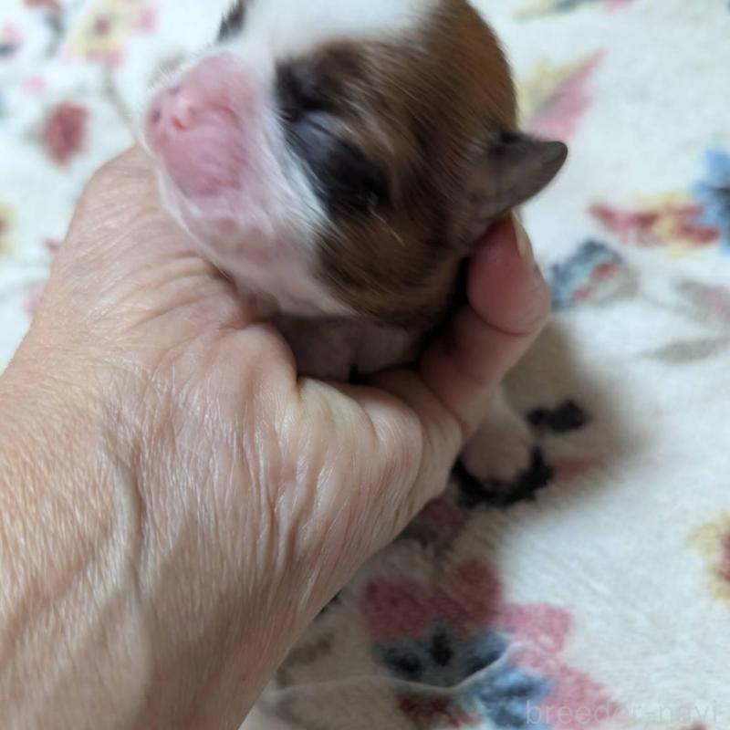 販売中の神奈川県のシーズー-430629の2枚目