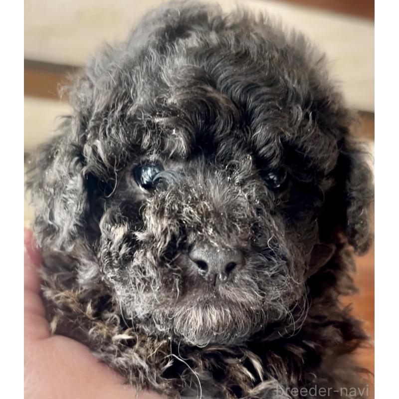 販売中の東京都のマルプー:マルチーズ×トイプードル-427269の3枚目