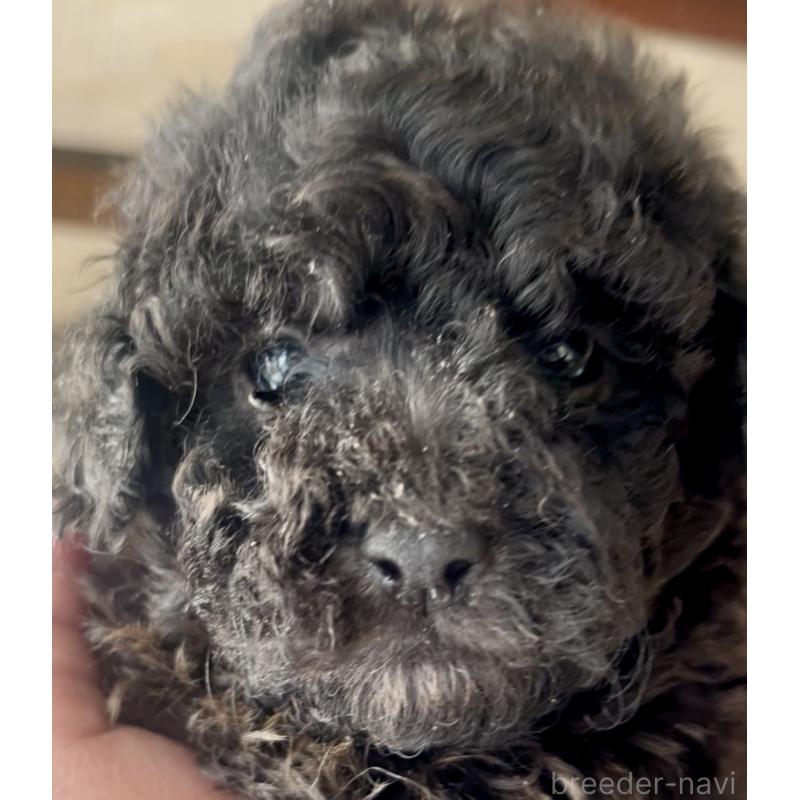 販売中の東京都のマルプー:マルチーズ×トイプードル-427269の2枚目