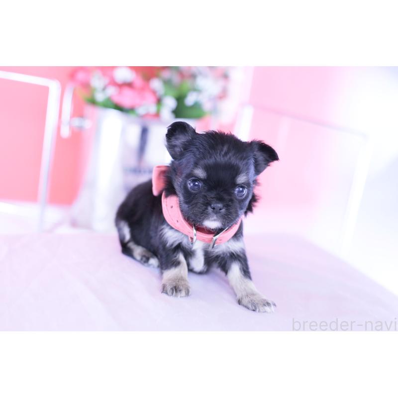 販売中の愛知県のチワワ(ロングコート)-433744の10枚目