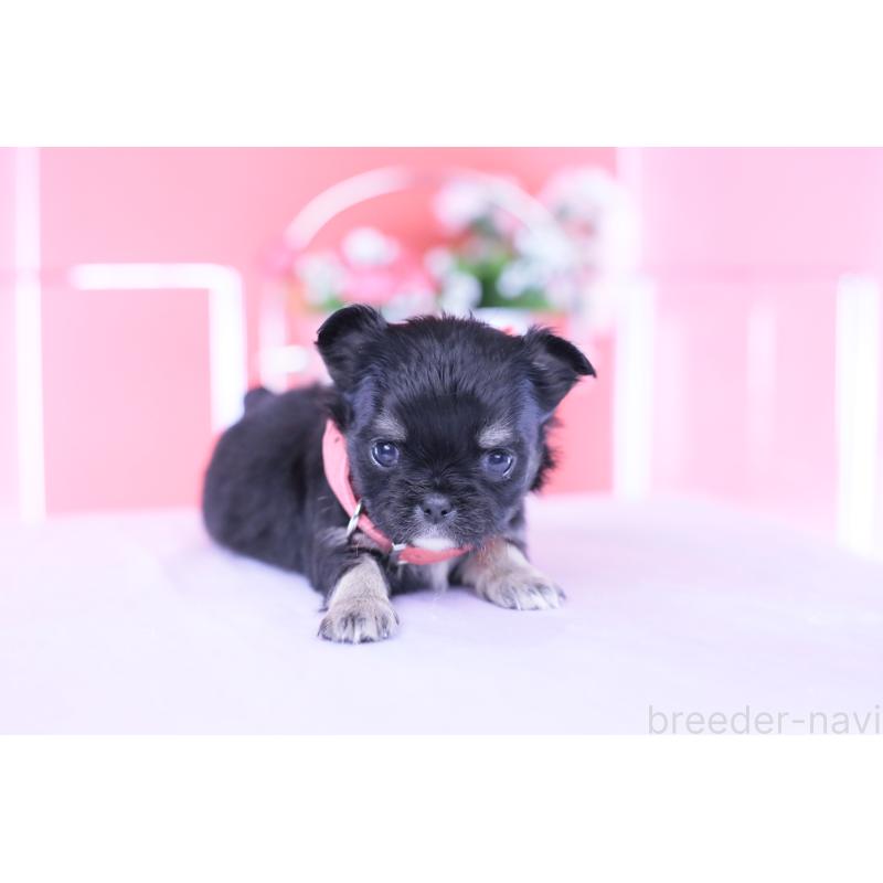 販売中の愛知県のチワワ(ロングコート)-433744の8枚目