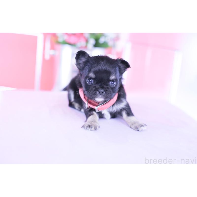 販売中の愛知県のチワワ(ロングコート)-433744の3枚目