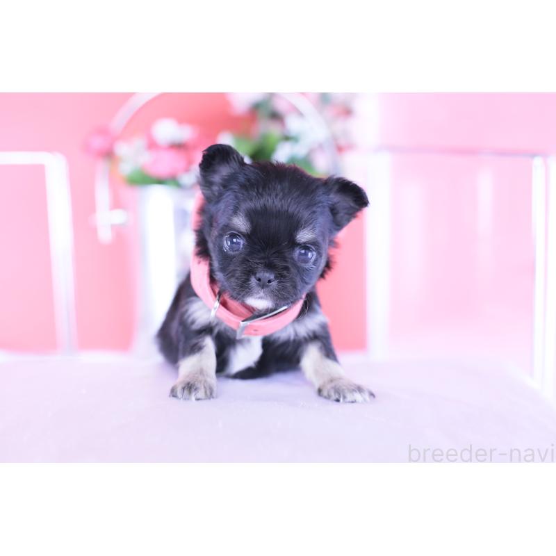 販売中の愛知県のチワワ(ロングコート)-433744の2枚目