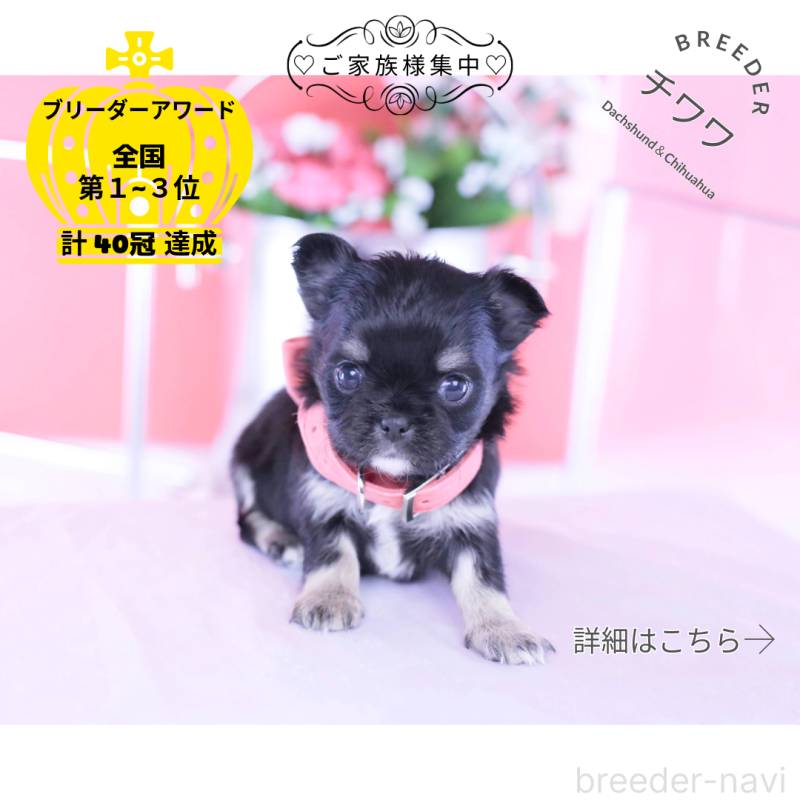 販売中の愛知県のチワワ(ロングコート)-433744