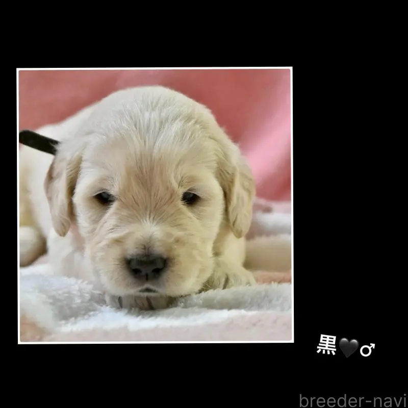 販売中の大阪府のゴールデンレトリーバー-433745