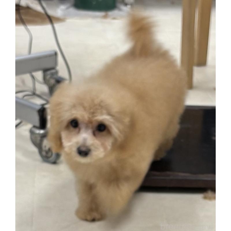 販売中の福岡県のタイニープードル-433752の5枚目