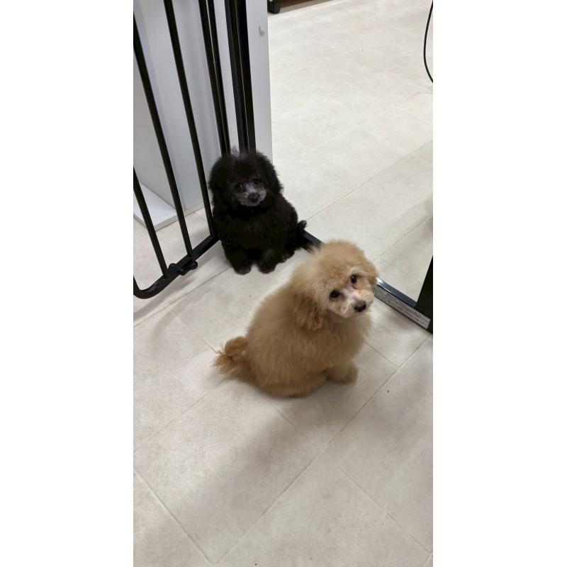 販売中の福岡県のタイニープードル-433752の4枚目