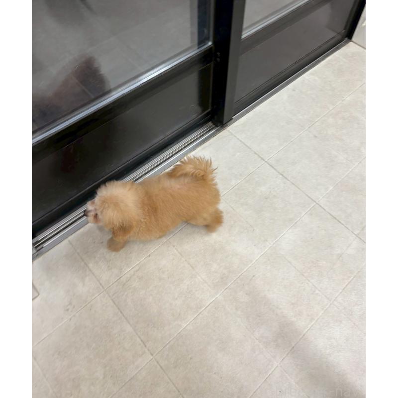 販売中の福岡県のタイニープードル-433752の3枚目