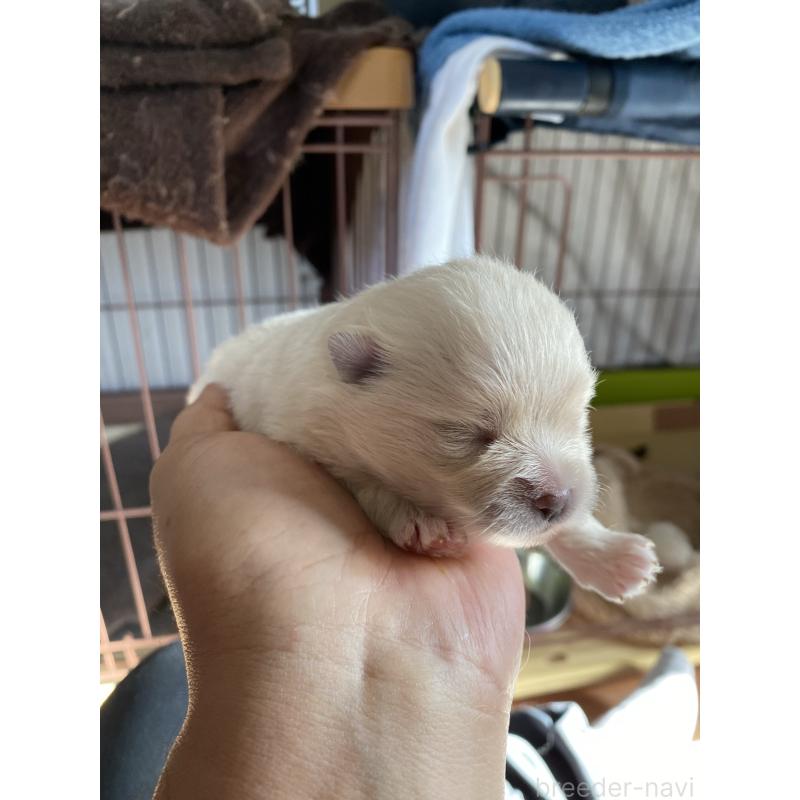 販売中の広島県のポメラニアン-433756の2枚目