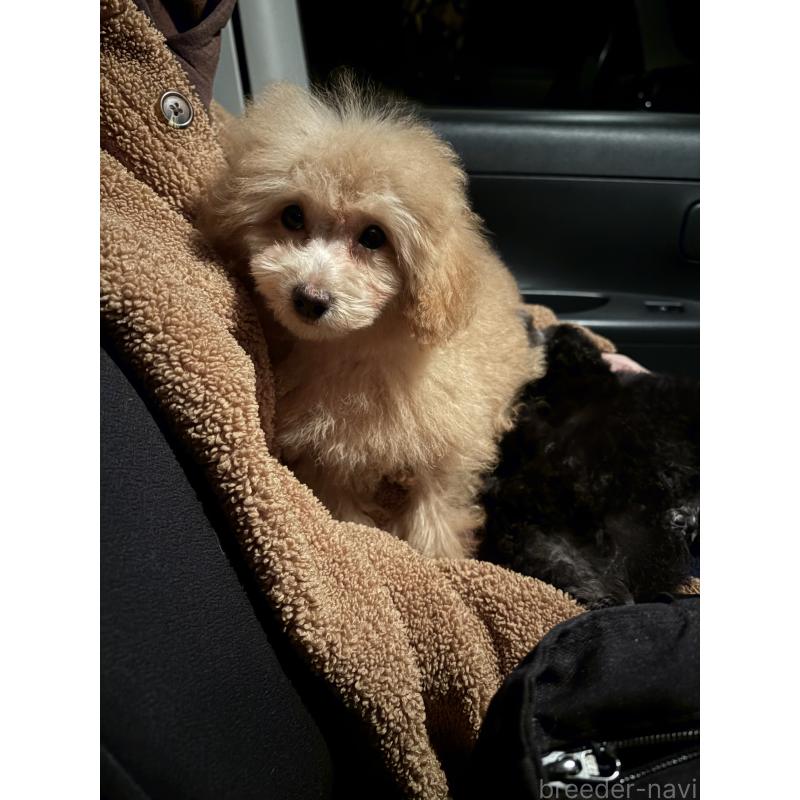 販売中の福岡県のタイニープードル-433752の2枚目