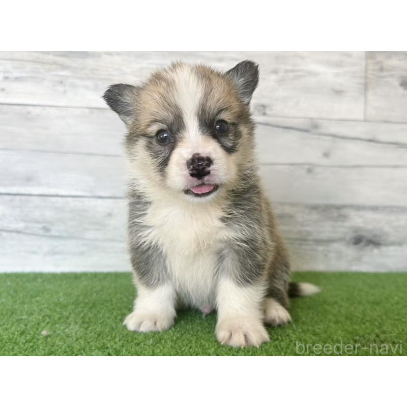 販売中の茨城県のウェルシュコーギーペンブローク-433759の3枚目