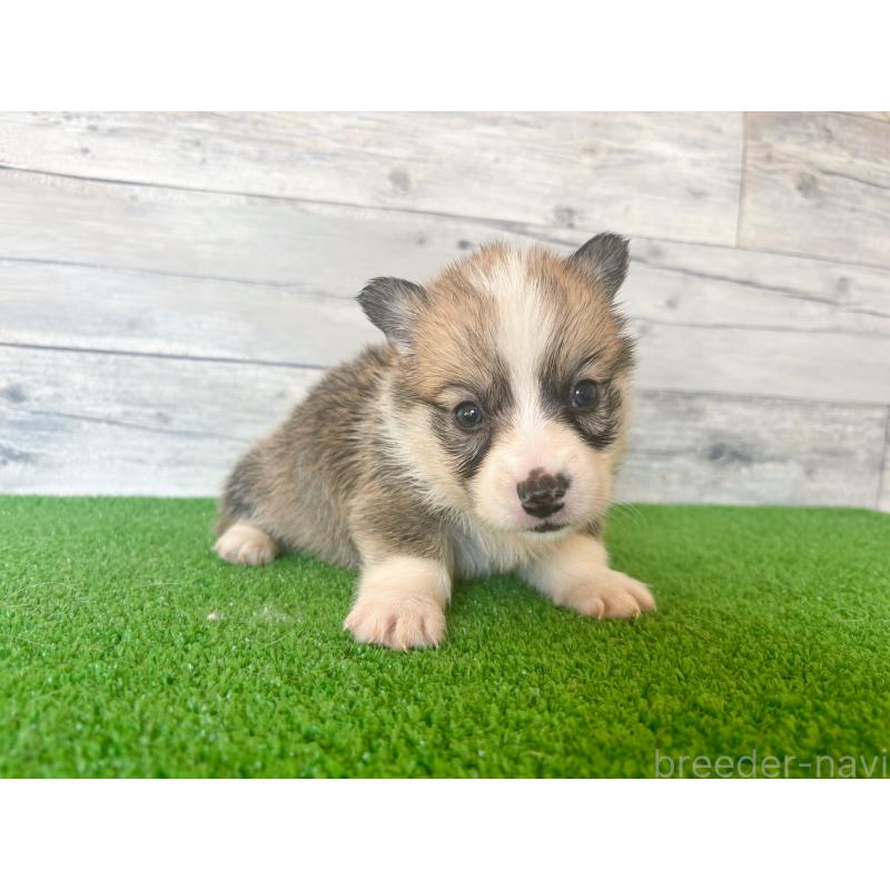 販売中の茨城県のウェルシュコーギーペンブローク-433759の2枚目