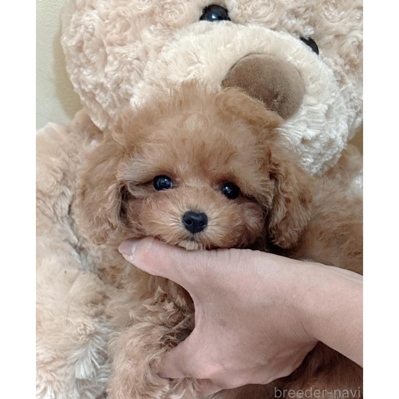 販売中の静岡県のタイニープードル-433760の7枚目