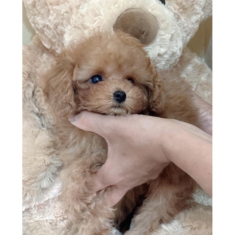 販売中の静岡県のタイニープードル-433760の6枚目