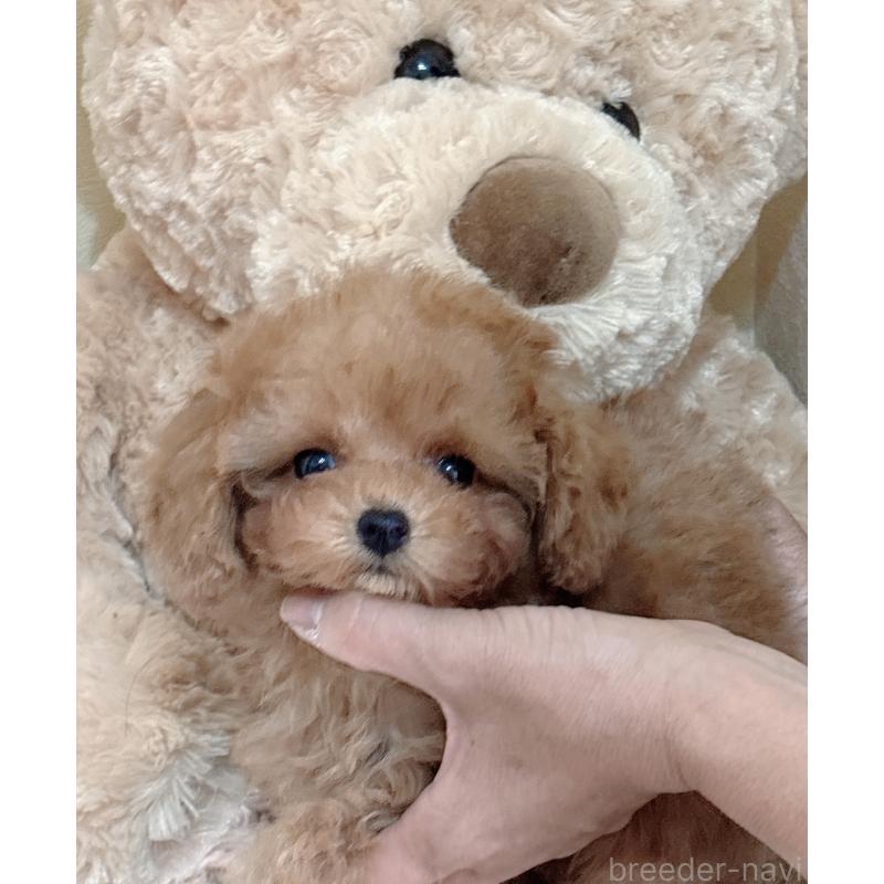 販売中の静岡県のタイニープードル-433760の5枚目