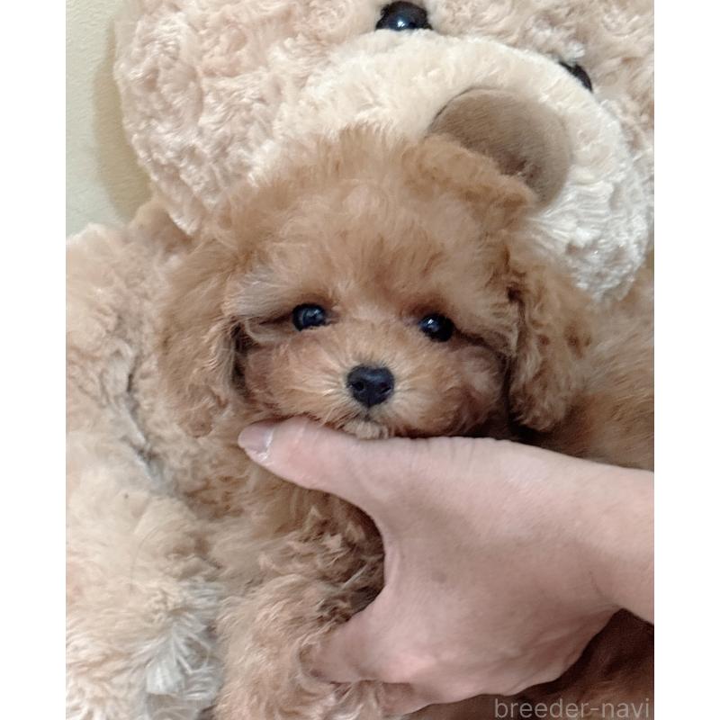 販売中の静岡県のタイニープードル-433760の4枚目