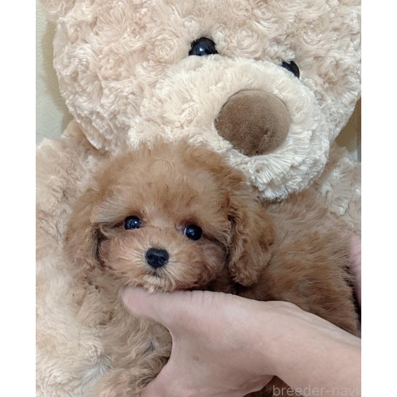 販売中の静岡県のタイニープードル-433760の3枚目