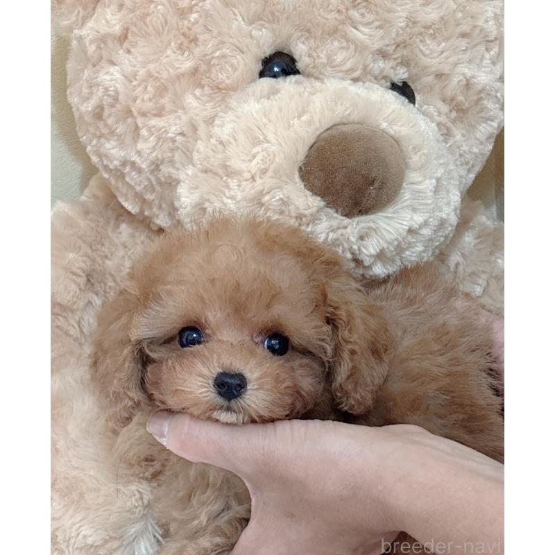 販売中の静岡県のタイニープードル-433760の2枚目