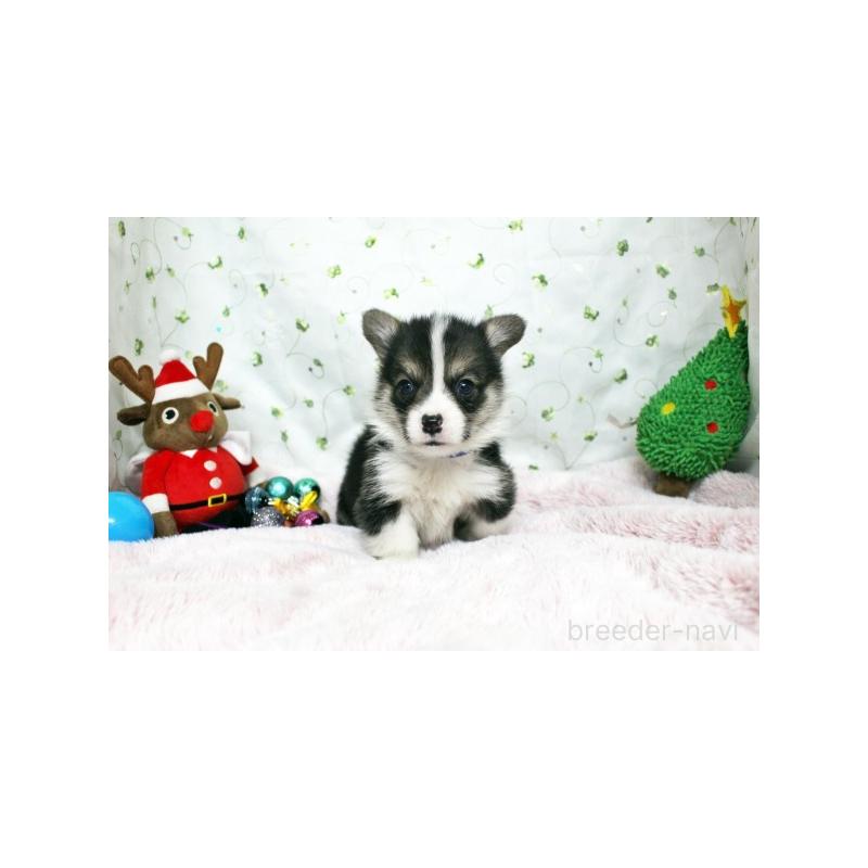 販売中の栃木県のウェルシュコーギーペンブローク-433761の1枚目