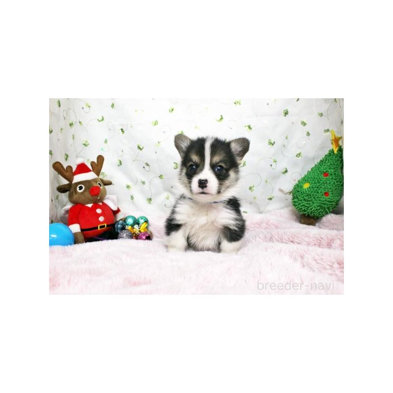 販売中の栃木県のウェルシュコーギーペンブローク-433761の4枚目