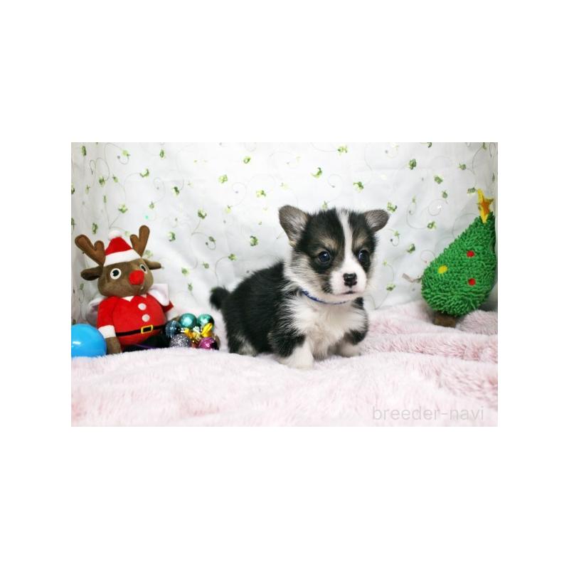 販売中の栃木県のウェルシュコーギーペンブローク-433761の3枚目