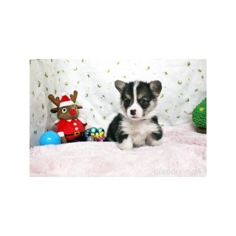 販売中の栃木県のウェルシュコーギーペンブローク-433761の2枚目