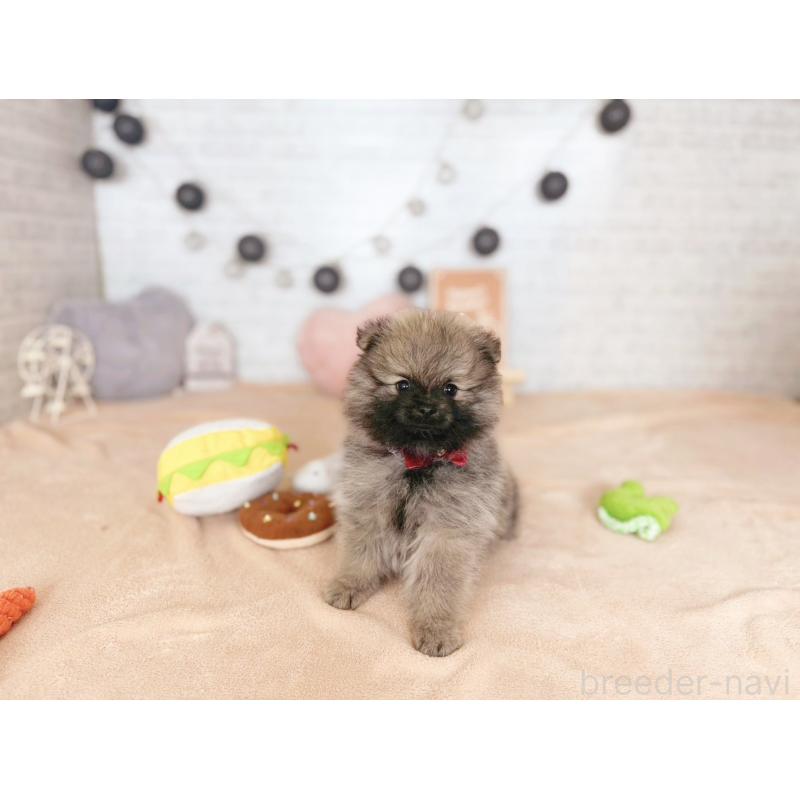 販売中の北海道のポメラニアン-433762の4枚目