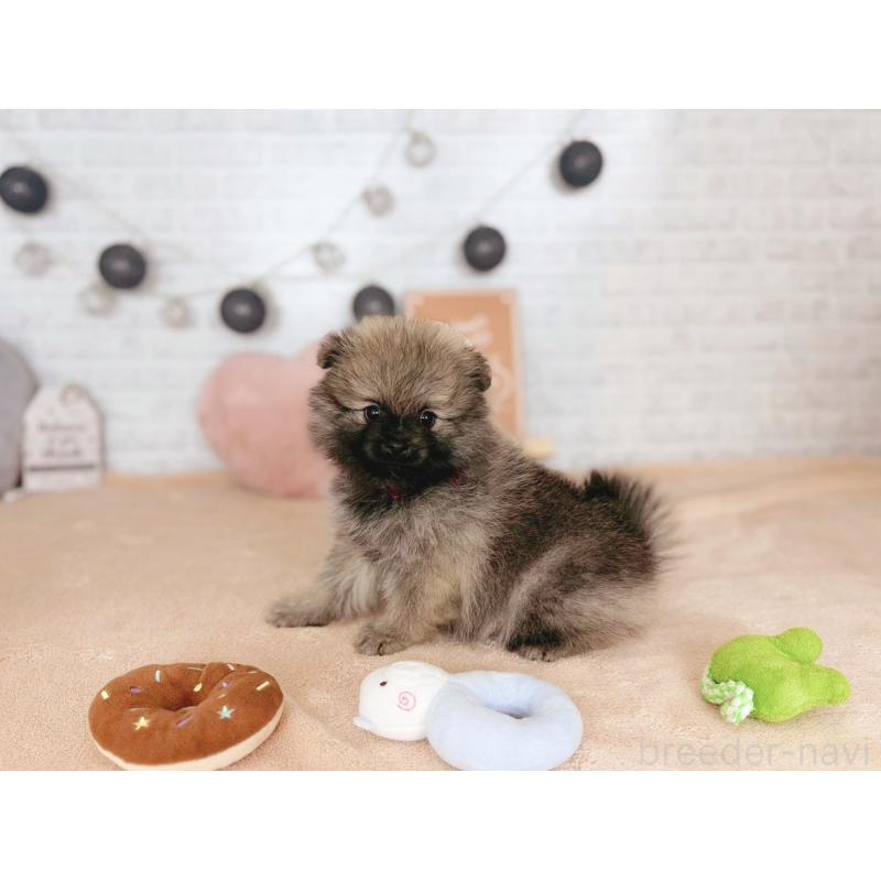 販売中の北海道のポメラニアン-433762の3枚目