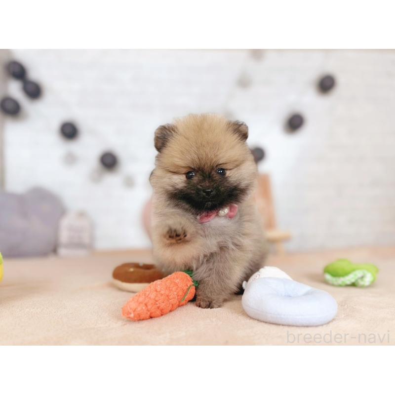 販売中の北海道のポメラニアン-433763の5枚目