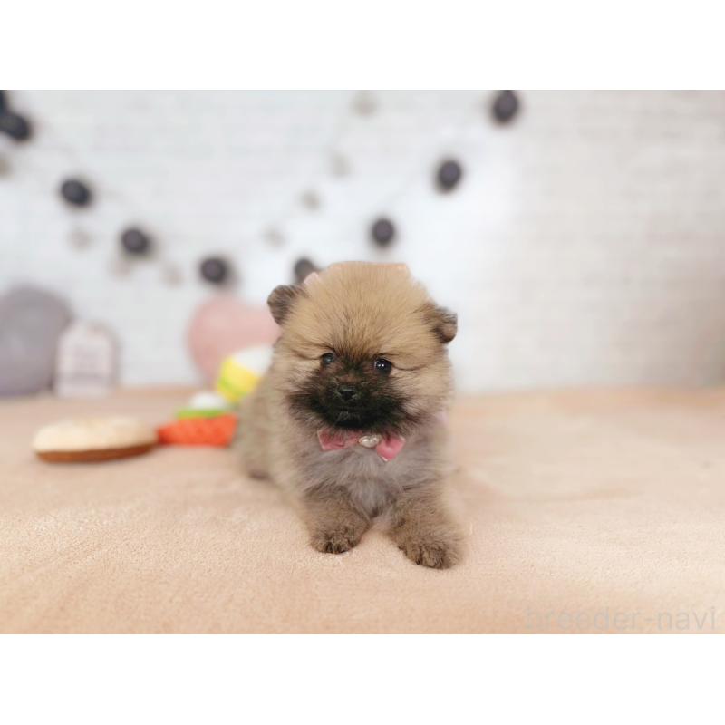 販売中の北海道のポメラニアン-433763の3枚目